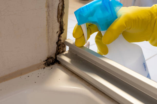 Best HVAC Mold Remediation in Tecumseh, OK