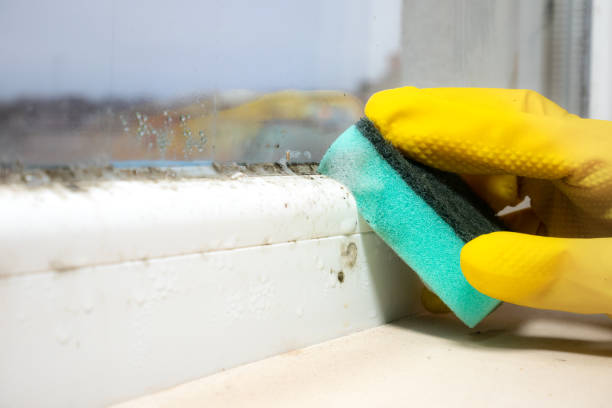 Best Residential Mold Remediation in Tecumseh, OK