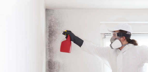 Best Basement Mold Remediation in Tecumseh, OK